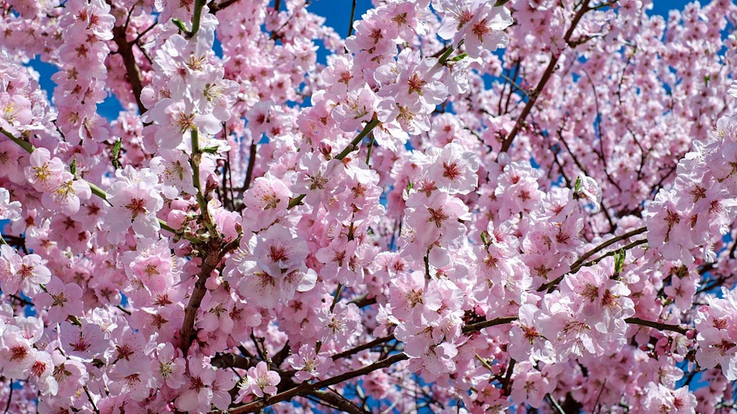 Celebrate cherry blossoms and more this weekend in D.C.